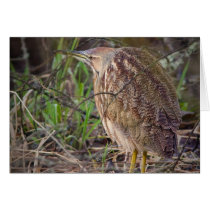 American Bittern Greeting Card