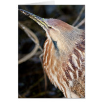 American Bittern Cards