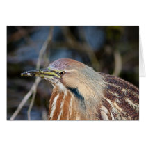 American Bittern Greeting Cards