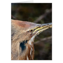 American Bittern Card