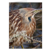 American Bittern Greeting Cards