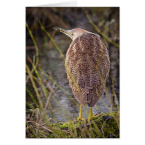 American Bittern Greeting Card