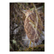 American Bittern Greeting Cards