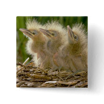 American Bittern chicks Pinback Buttons