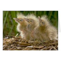 American Bittern chicks Greeting Card