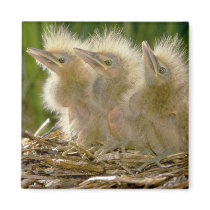 American Bittern chicks Fridge Magnet