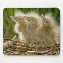 American Bittern chicks Mousepad