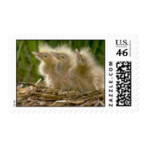 American Bittern chicks Postage Stamp