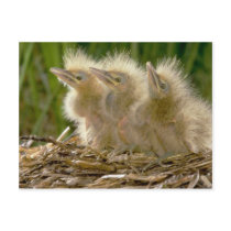 American Bittern chicks Postcard