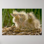 American Bittern chicks Posters