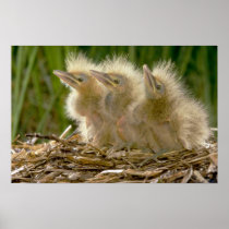 American Bittern chicks Posters