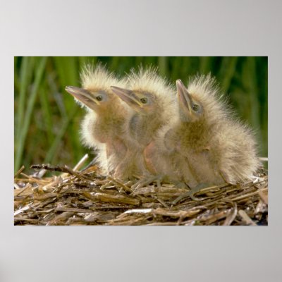 American Bittern chicks Posters by lolanimals