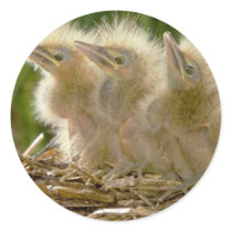 American Bittern chicks Sticker