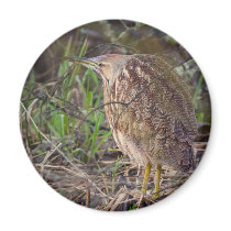 American Bittern Magnets