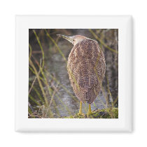 American Bittern Refrigerator Magnet