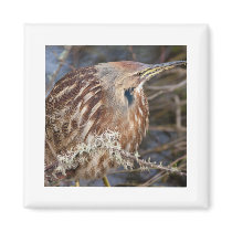 American Bittern Fridge Magnets