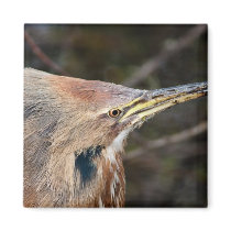 American Bittern Magnets