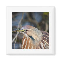 American Bittern Magnets