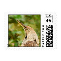 American Bittern Postage Stamps