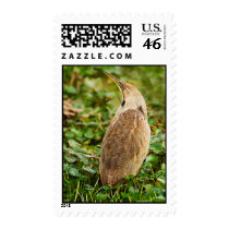 American Bittern Postage Stamp