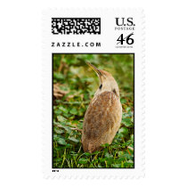 American Bittern Stamps