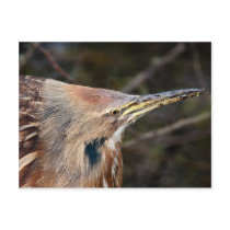 American Bittern Postcards