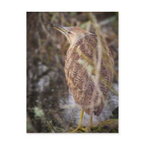 American Bittern Postcards