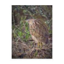 American Bittern Post Cards