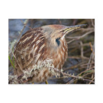 American Bittern Postcards