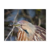 American Bittern Postcards