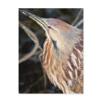 American Bittern Postcard