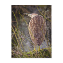 American Bittern Postcard