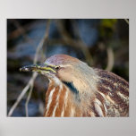 American Bittern posters