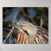 American Bittern Print