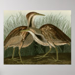 American Bittern posters