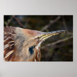 American Bittern posters