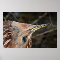 American Bittern Poster