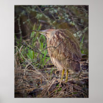 American Bittern Posters