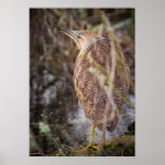 American Bittern posters