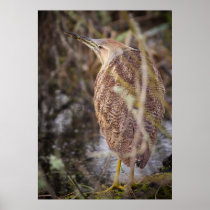 American Bittern Poster