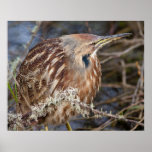 American Bittern Print
