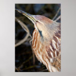 American Bittern posters