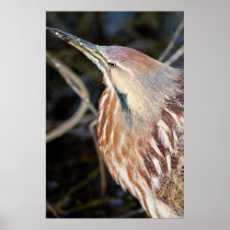 American Bittern Poster