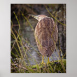 American Bittern posters