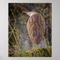 American Bittern Print