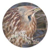 American Bittern Stickers