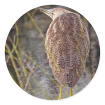American Bittern Stickers