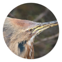 American Bittern Stickers