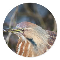 American Bittern Stickers