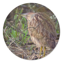 American Bittern Round Sticker